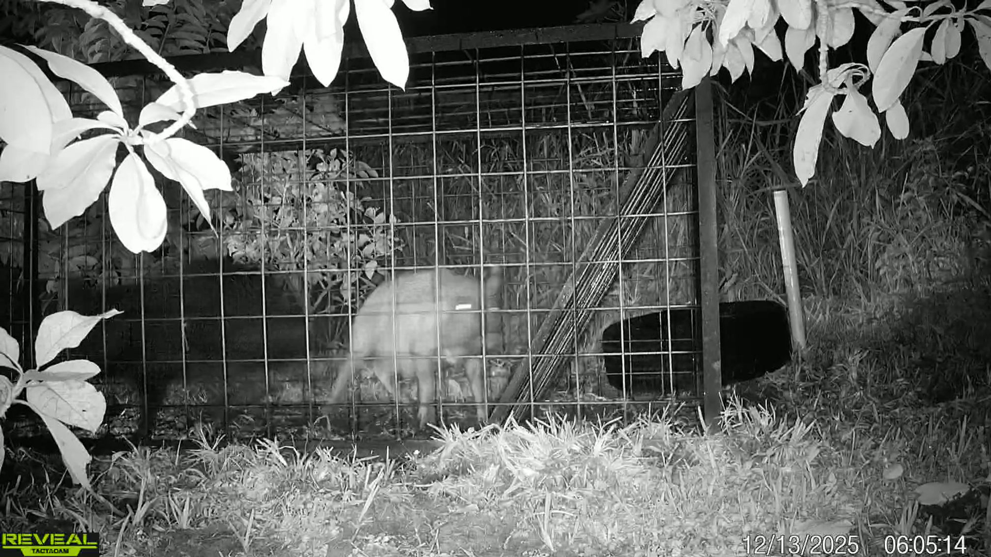 Feral Hog Trap - Wildlife Nuisance Solutions